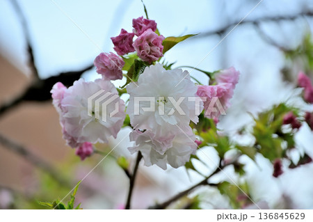 さくら “松月”の花姿 136845629