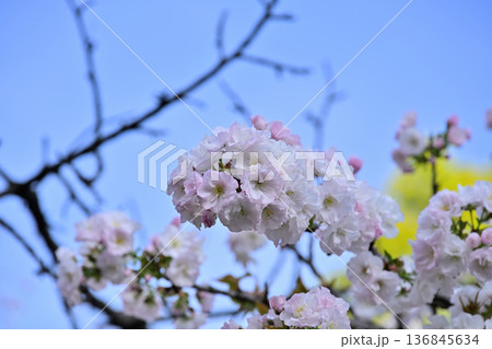 さくら “松月”の花姿 136845634