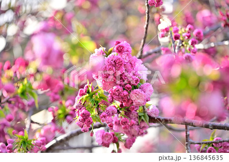 桜 鮮やかな“松前紅紫” 桜 鮮やかな“松前紅紫” 136845635