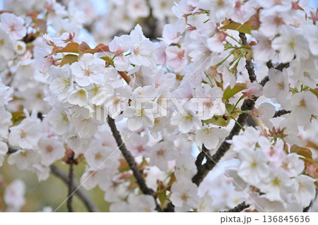 さくら “御室有明”の花姿 136845636