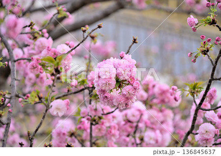 桜 華やかな“松前琴糸桜” 136845637