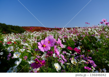 ひたち海浜公園みはらしの丘 コスモスとコキア ひたち海浜公園みはらしの丘 コスモスとコキア 136846042