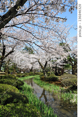 金沢 兼六園の春 金沢 兼六園の春 136846320