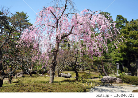 金沢 兼六園の春 金沢 兼六園の春 136846323
