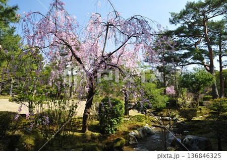 金沢 兼六園の春 金沢 兼六園の春 136846325