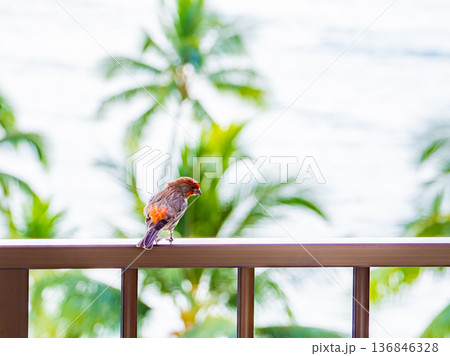 ハワイのホテル ベランダに舞い降りた小鳥 136846328