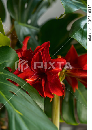 vertical shot of a blooming South American hippeastrum during the Christmas and New Year holidays, a close-up of the inflorescences against the background of the leaves of Monstera deliciosa vertical shot of a blooming South American hippeastrum during the Christmas and New Year holidays, a close-up of the inflorescences against the background of the leaves of Monstera deliciosa 136846355