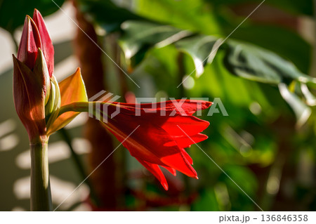 Christmas flower tradition, photo of a magnificent blooming Central American hippeastrum, winter flower against a background of monstera leaves 136846358