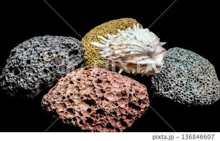 Spiky White Murex Shell Resting On Multi Colored Volcanic Stones Spiky White Murex Shell Resting On Multi Colored Volcanic Stones 136846607