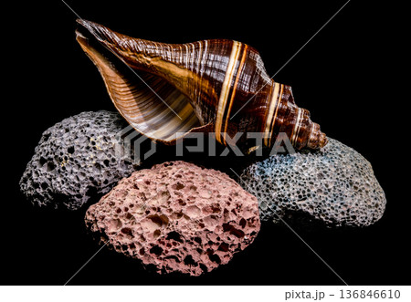 Striped Sea Shell Resting On Colorful Volcanic Pumice Porous Stones 136846610