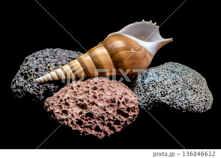 Striped Sea Shell Resting On Colorful Volcanic Pumice Porous Stones 136846612