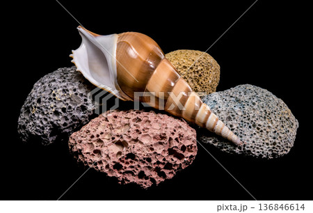Striped Sea Shell Resting On Colorful Volcanic Pumice Porous Stones Striped Sea Shell Resting On Colorful Volcanic Pumice Porous Stones 136846614
