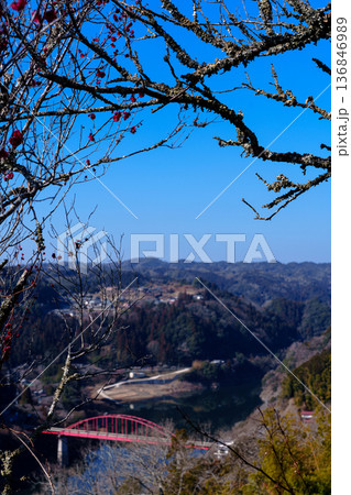 2026早春　梅まつりが始まった月ヶ瀬梅渓　月ヶ瀬橋を背景に咲く天神梅林の紅梅 136846989