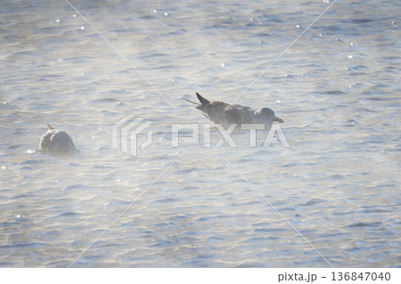 A gulls is swimming in a foggy lake. 136847040