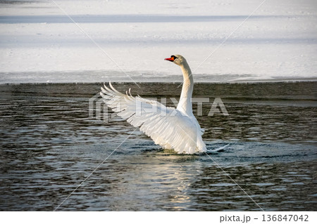 A swan is standing in the water with its wings spread out. 136847042