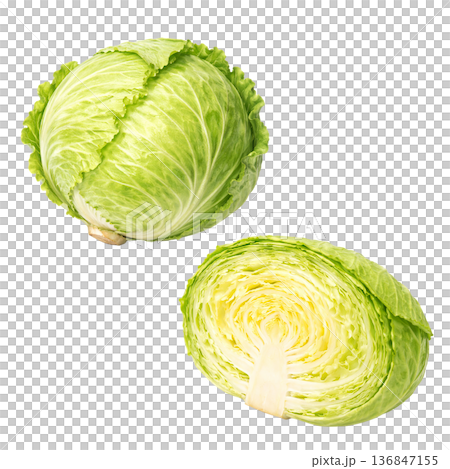 高麗菜水彩插圖 | 整體及橫切面圖 136847155