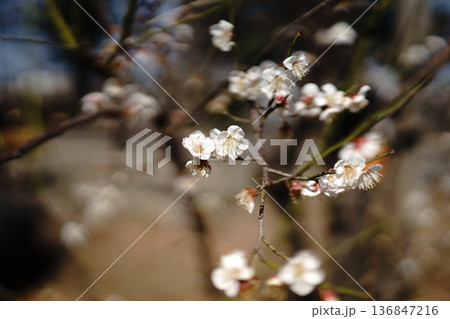 寒桜 136847216