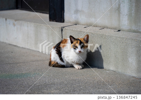 三毛猫の子供 136847245