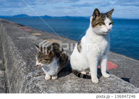 堤防に座る大小2匹の猫 136847246