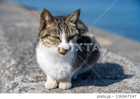 堤防に座る子猫 136847247