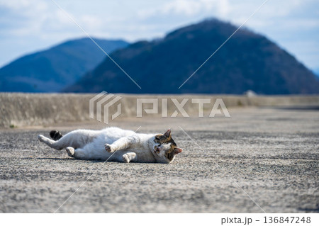 道の真ん中でくつろぐ島の猫 136847248