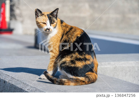 毛並みの綺麗な三毛猫 毛並みの綺麗な三毛猫 136847256