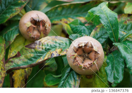 Rare medlar fruit growing on tree in autumn Rare medlar fruit growing on tree in autumn 136847376