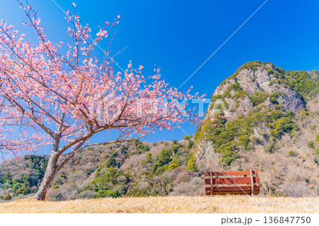 （静岡県）読売巨人軍長嶋茂雄ランニングロード・河津桜並木 136847750