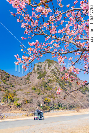 （静岡県）読売巨人軍長嶋茂雄ランニングロード・河津桜並木を電動カートで散策する人 136847763