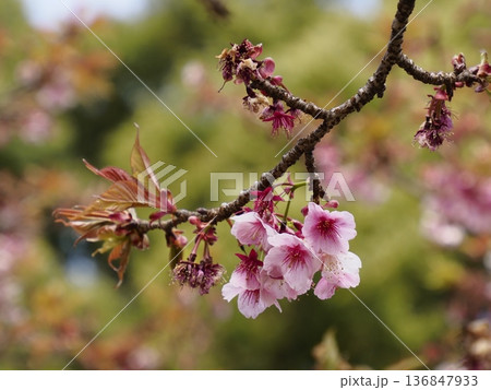 カンザクラ（寒桜） 136847933