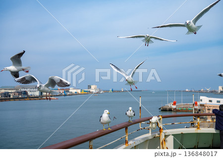 エサを求めて出港前のフェリーに群がるウミネコ 136848017