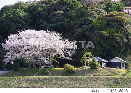 兵庫県洲本市 鮎屋の滝の駐車場に咲く桜 兵庫県洲本市 鮎屋の滝の駐車場に咲く桜 136848048