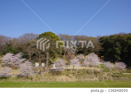 兵庫県洲本市　鮎屋川沿いに咲く桜 136848050