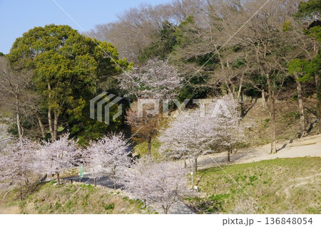 兵庫県洲本市 鮎屋川沿いに咲く桜 兵庫県洲本市 鮎屋川沿いに咲く桜 136848054
