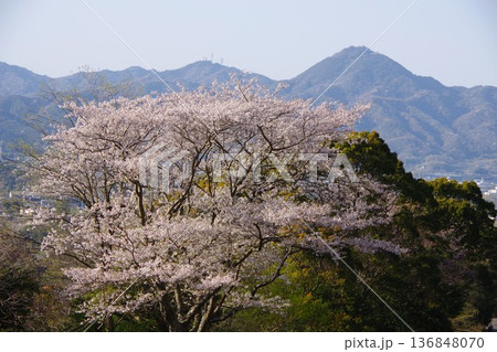 兵庫県洲本市　桜の時期に鮎屋川ダムから先山方面を望む 136848070