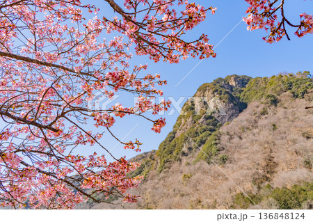 （静岡県）伊豆の国市・中島運動公園の河津桜と城山 136848124