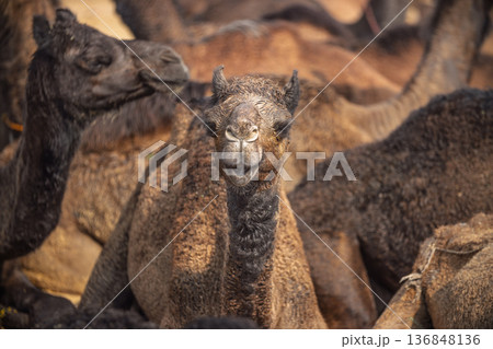 Camels at the Pushkar Fair Rajasthan, India. Camels at the Pushkar Fair Rajasthan, India. 136848136