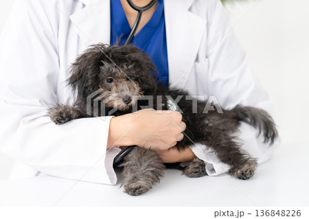 獣医 仔犬 診察 手元 獣医 仔犬 診察 手元 136848226