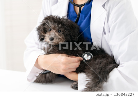 獣医 仔犬 診察 手元 獣医 仔犬 診察 手元 136848227