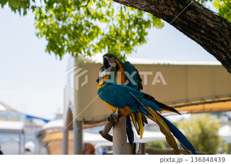ルリコンゴウインコのペア ルリコンゴウインコのペア 136848439