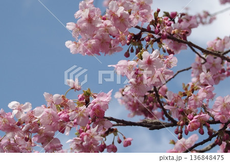 河津桜 河津桜 136848475