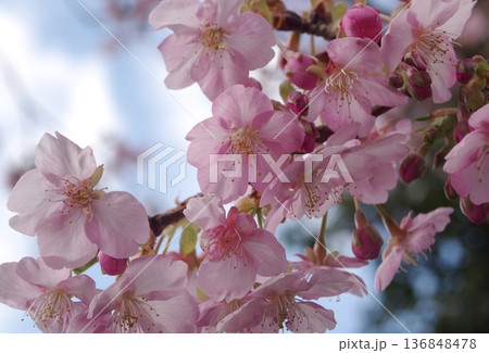 河津桜 河津桜 136848478