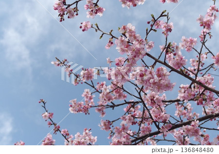 河津桜 河津桜 136848480