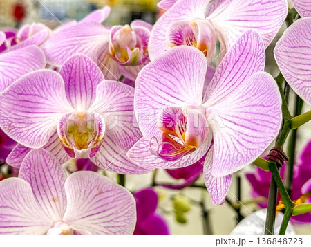 美しい胡蝶蘭の花～ファレノプシス～ 136848723