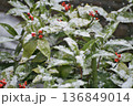 雪とナンテン 136849014