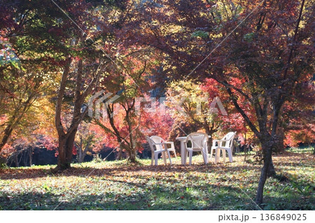 もみじ園 もみじ園 136849025