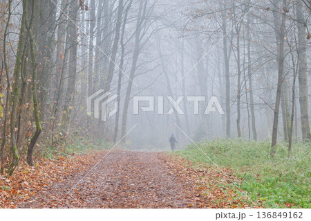 A misty forest path beckons, fallen leaves dotting the ground. A solitary figure walks into the fog, disappearing into the hazy distance. A misty forest path beckons, fallen leaves dotting the ground. A solitary figure walks into the fog, disappearing into the hazy distance. 136849162