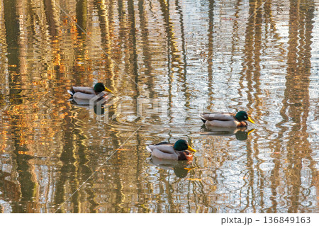 Ducks swim in pond, reflection of trees on the water. 136849163