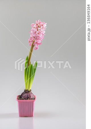 Single pink hyacinth in a square pot sits against a gray backdrop. The plant has green leaves, a brown bulb, and a tall flower spike, adding a touch of elegance to any space. 136849164