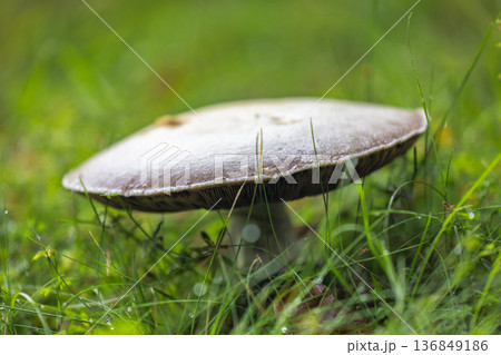 Solitary mushroom in lush grass, nature's beauty unfolds beneath a soft, diffused light, creating a serene scene of natural elegance. Discover the forest's charm. Solitary mushroom in lush grass, nature's beauty unfolds beneath a soft, diffused light, creating a serene scene of natural elegance. Discover the forest's charm. 136849186